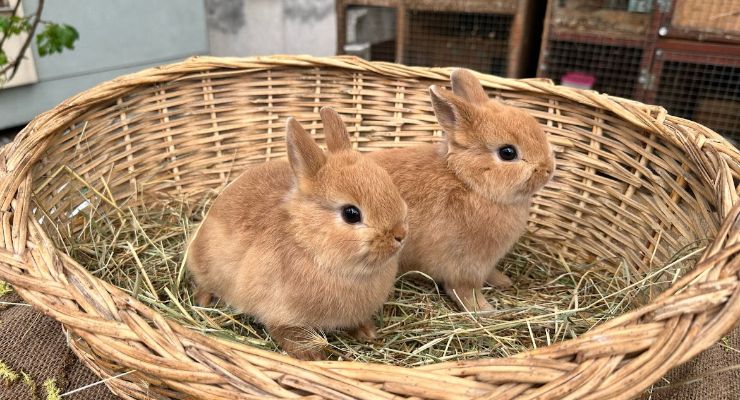 Erzincan Büyümeyen Tavşan