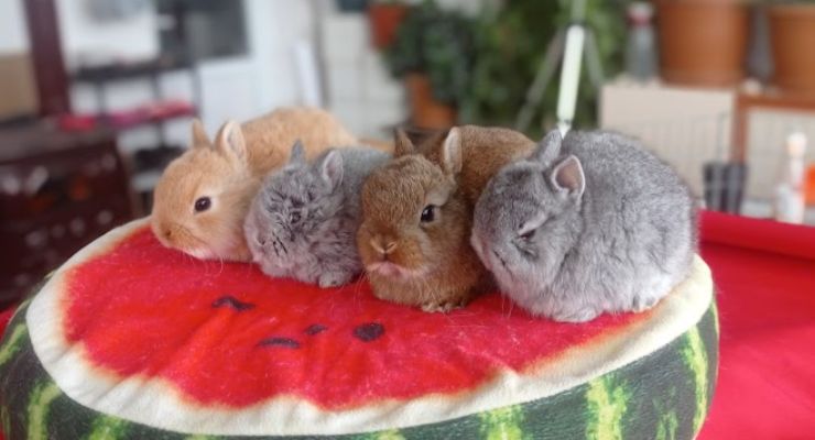 Erzincan Cins Tavşan