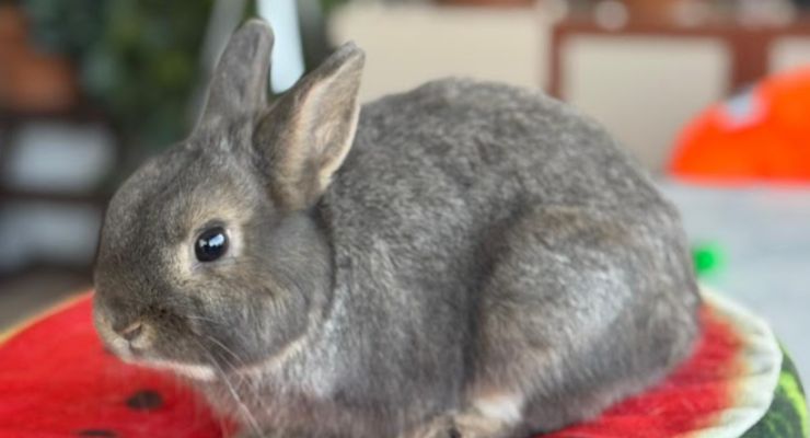 Erzincan Ev Tavşanı