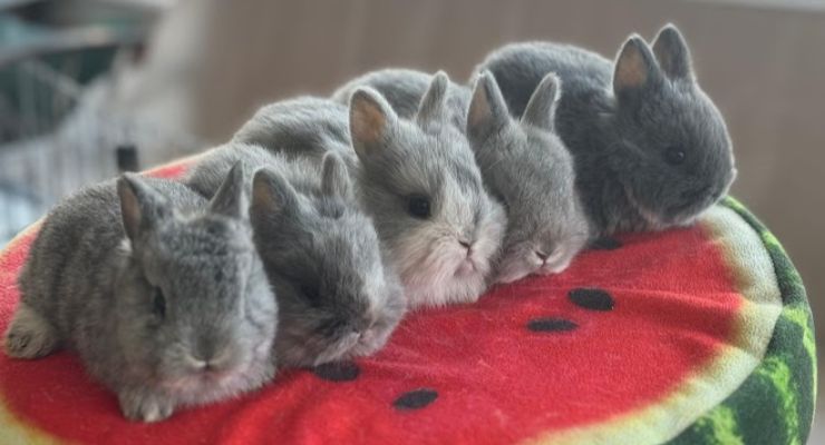 Erzincan Evcil Tavşan