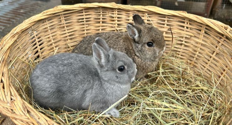 Erzincan Yavru Tavşan