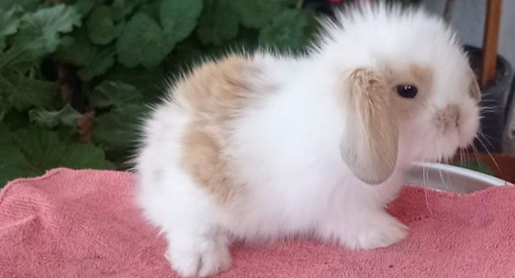 Erzincan Hollanda Lop Tavşan